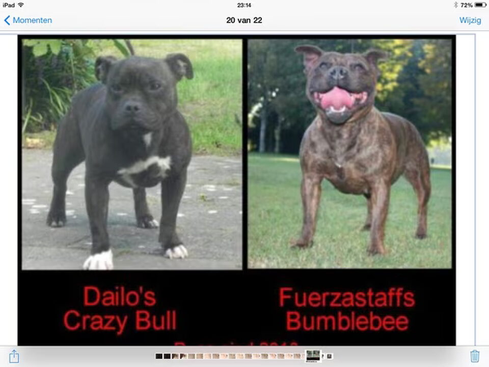 Foto van Fuerzastaffs