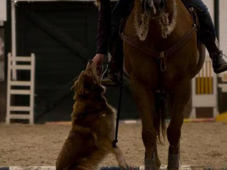 Foto van Song Dog/Old Hawk Kennels