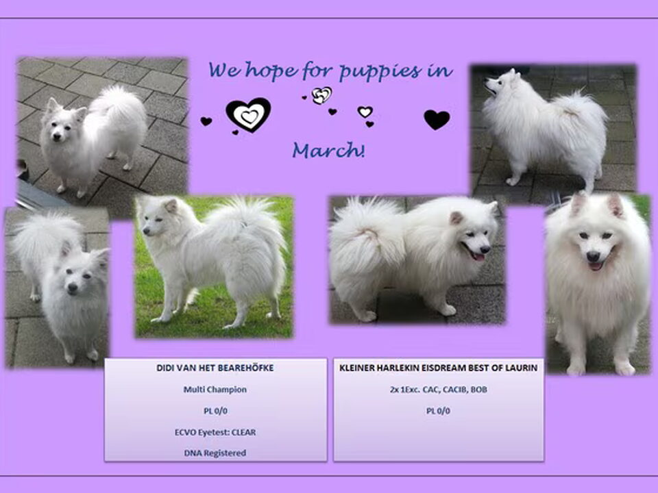 Pups van Van Het Bearehöfke