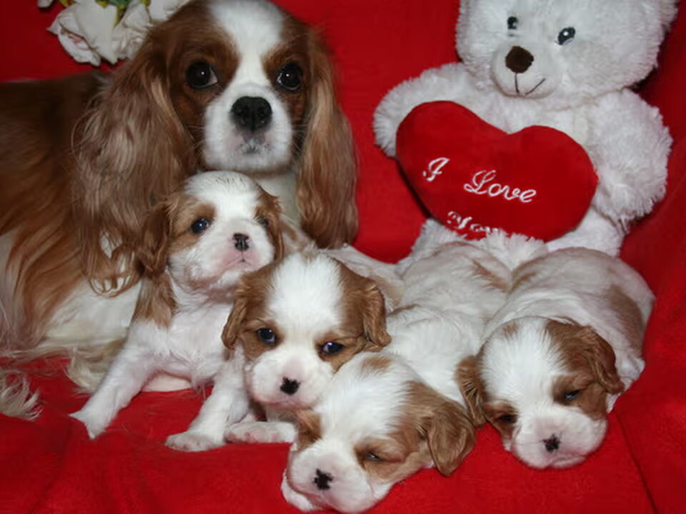 Pups van Of LyLa's Dream