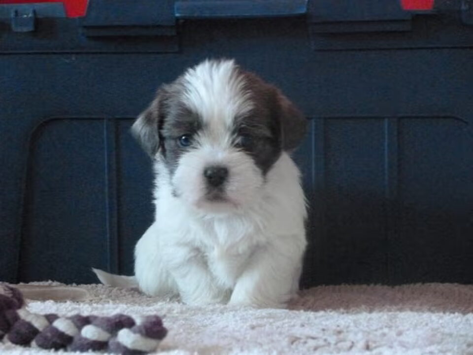 Pups van Shi Tzu X Havenezer