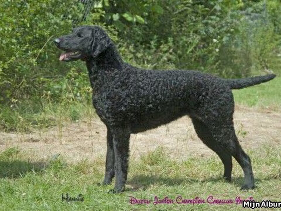 Curly Coated Retriever