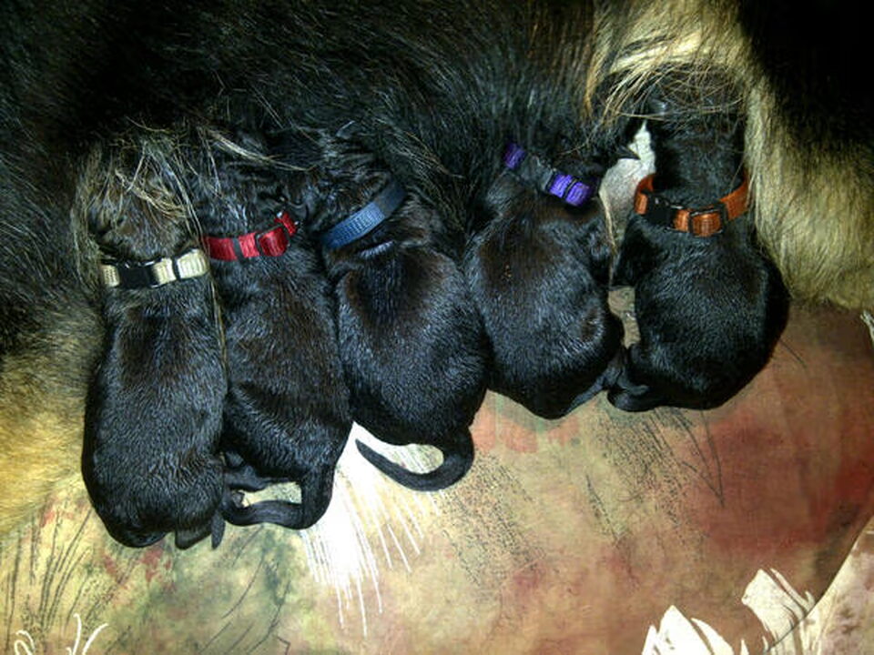 Pups van Shepherds of Sandevoerde