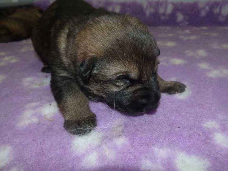 Pups van Vom Gaunerblick