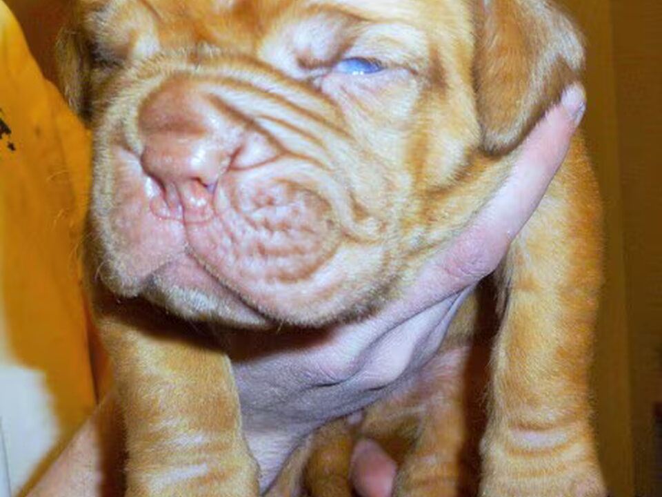 Pups van Geocze von Szendroi Anke