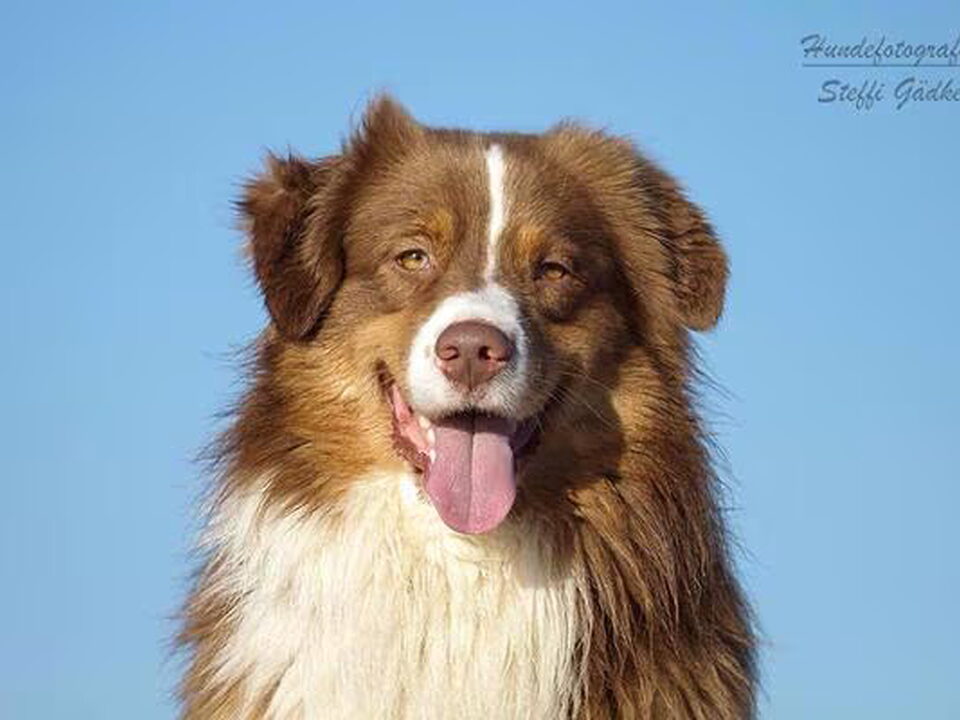 Pups van Jarnick's Aussieshome