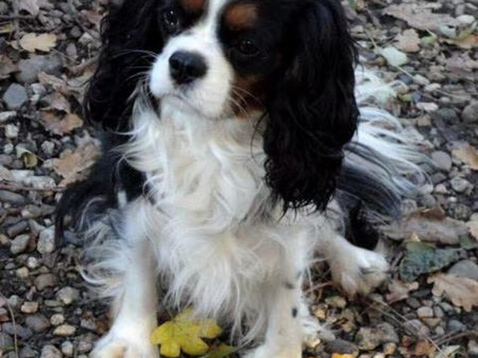 Pups van Nelly (particulier geen kennel)