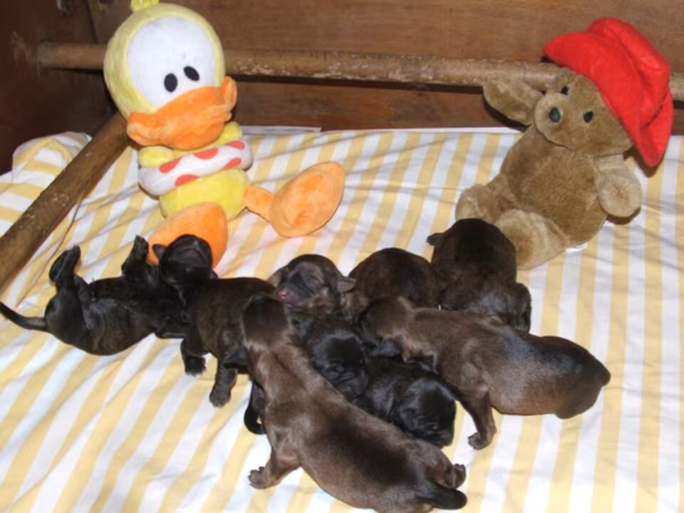 Pups van Merza