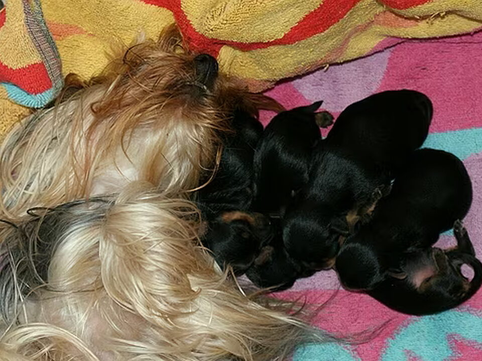 Pups van Davina's Place