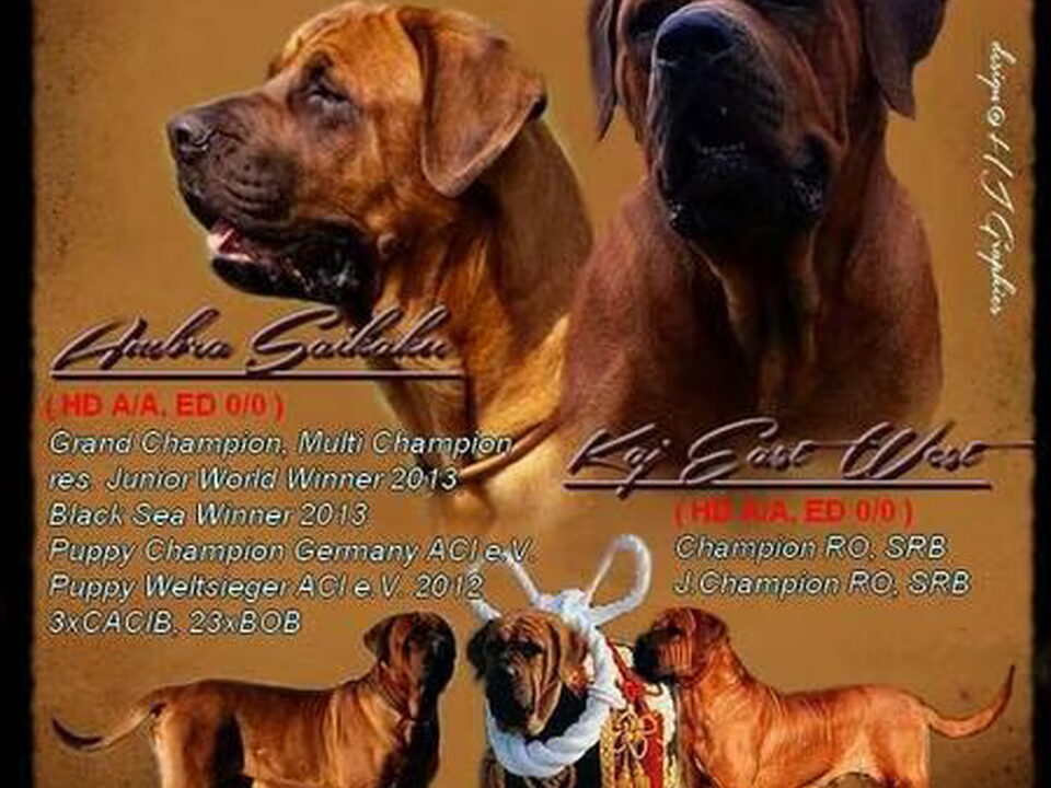 Pups van Tosa Inu ze Spicaku
