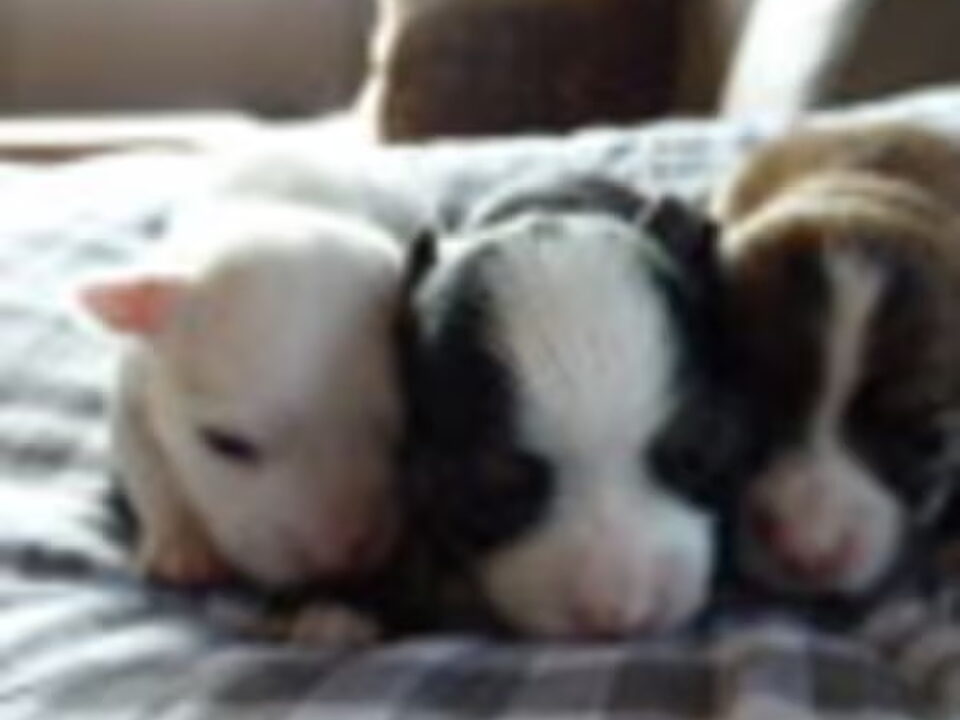Pups van Lola's Stars