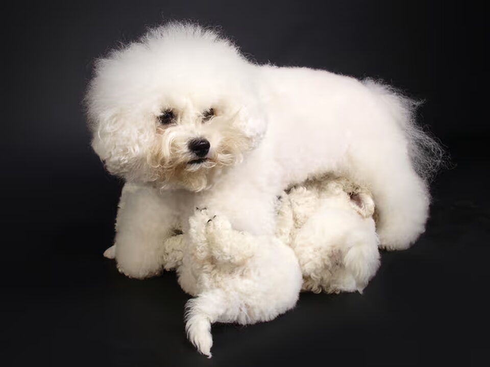 Pups van Nedina's Snuggle Pups