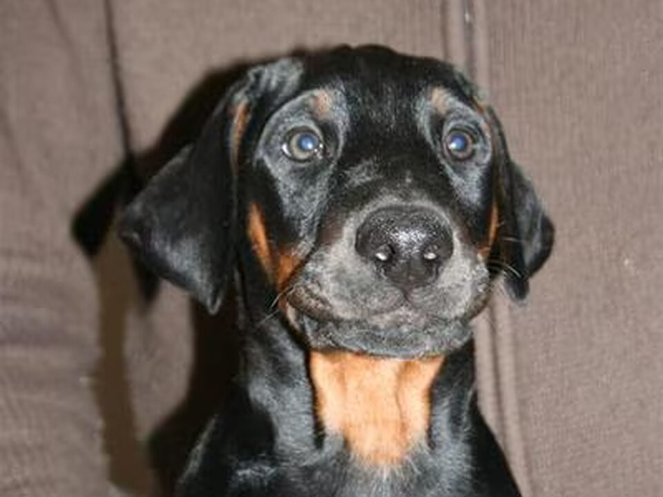 Pups van Roma Kamry´s Dobermanns