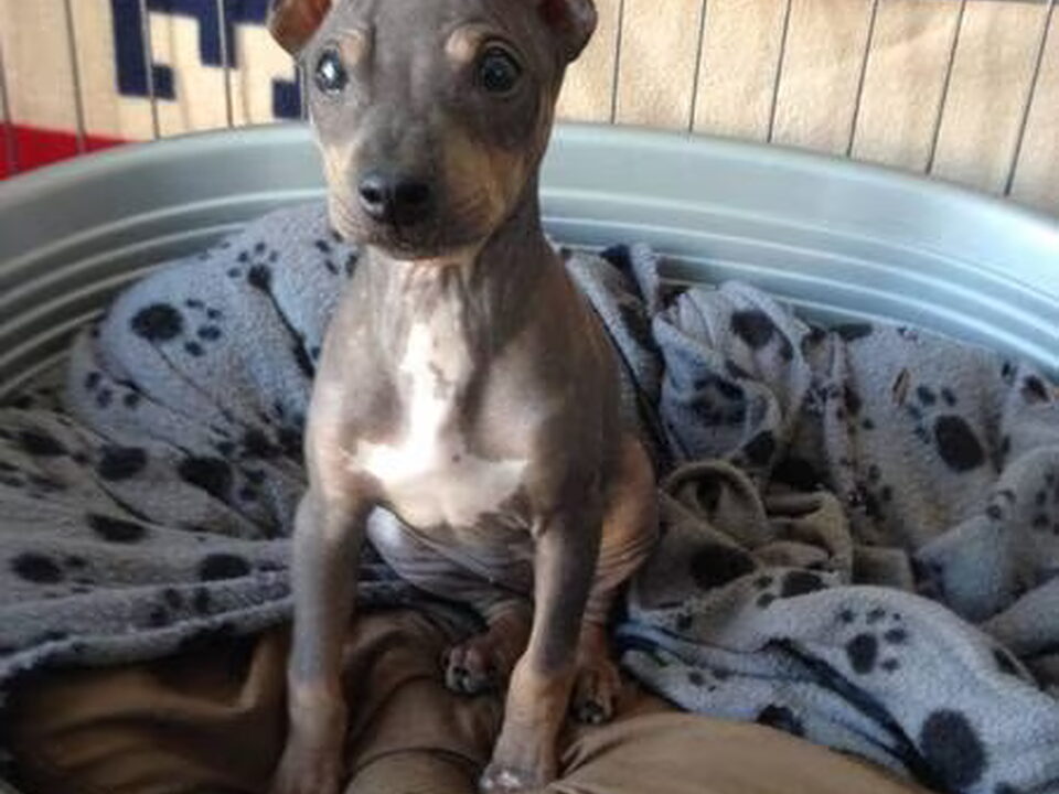 Pups van Caro Canou's