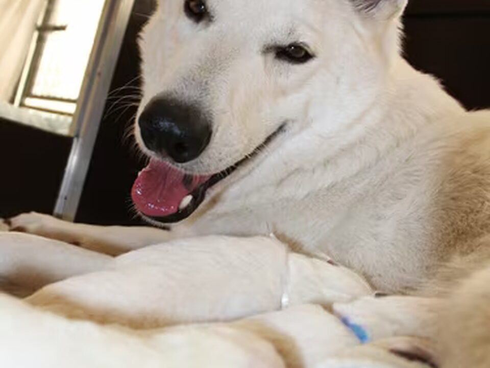 Pups van of Shadasa