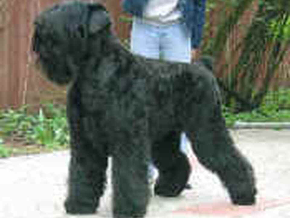 Zwarte Russische Terrier