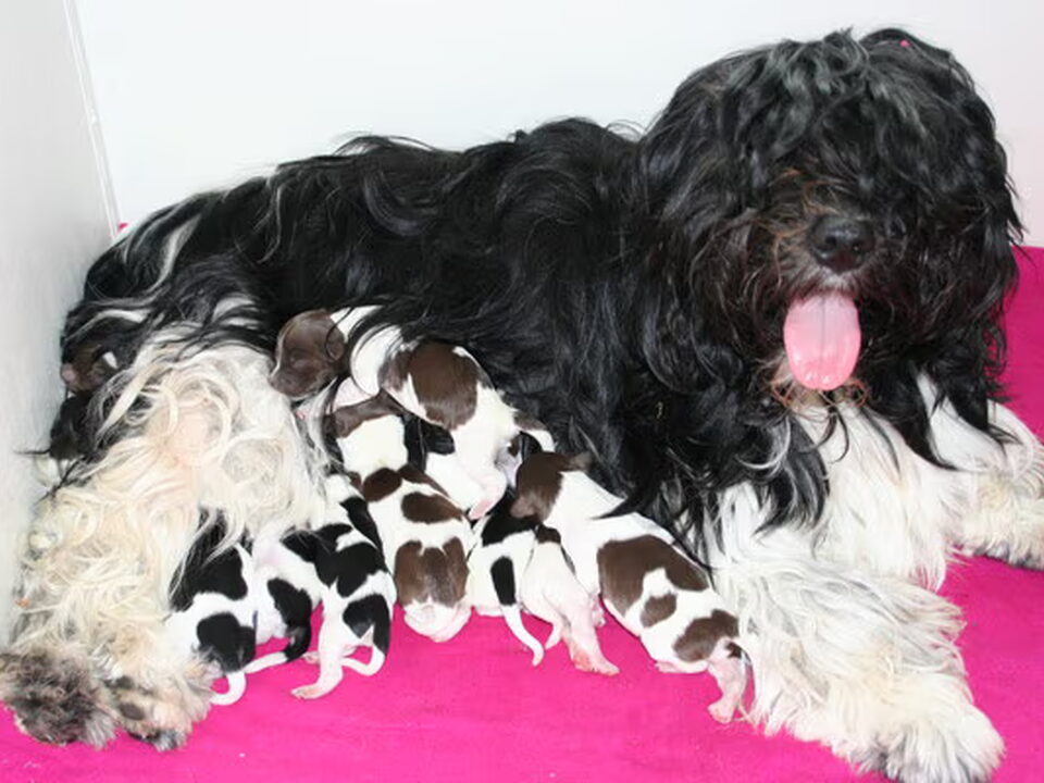 Pups van van de Vergulde Draakjes