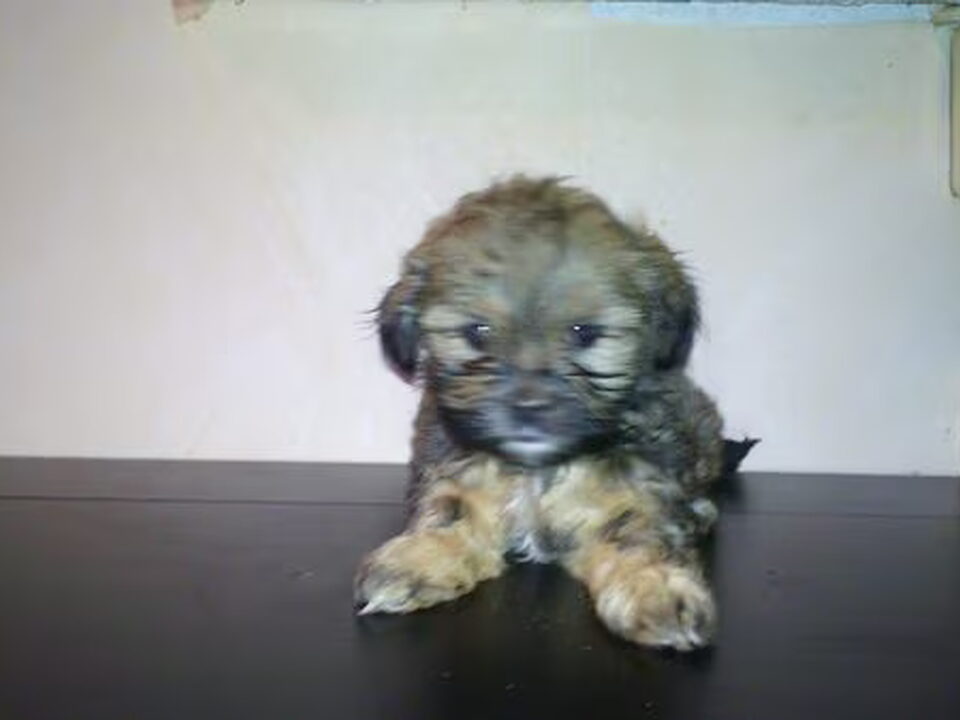 Pups van VERSCHUEREN