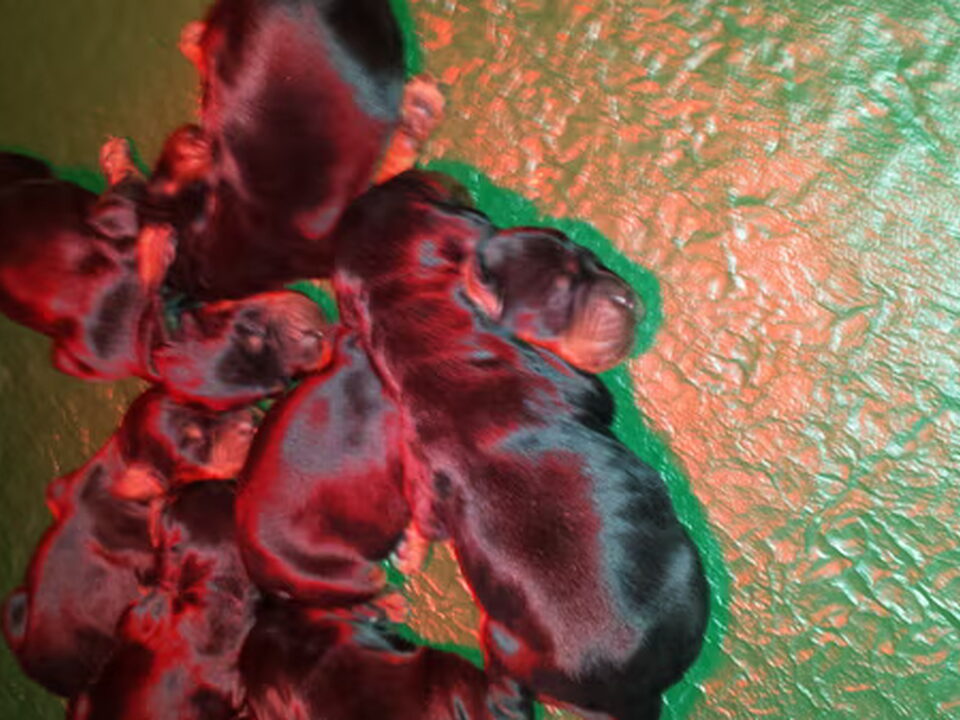 Pups van C. Hendriks