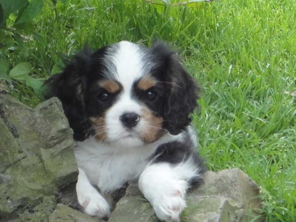 Pups van Nelly