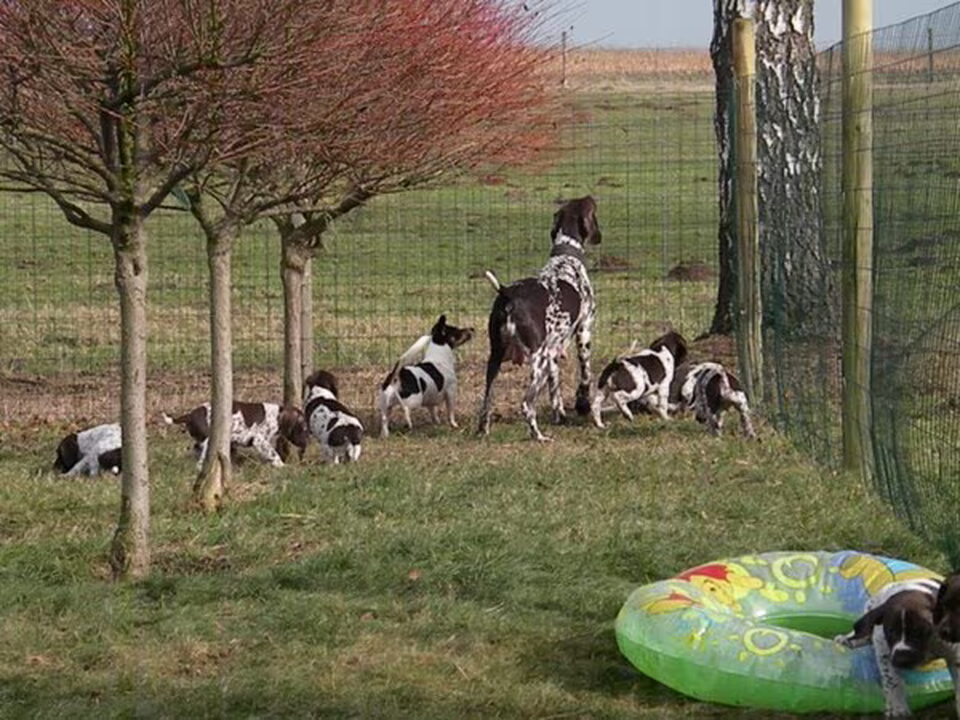 Pups van Du Domaine Chablesse