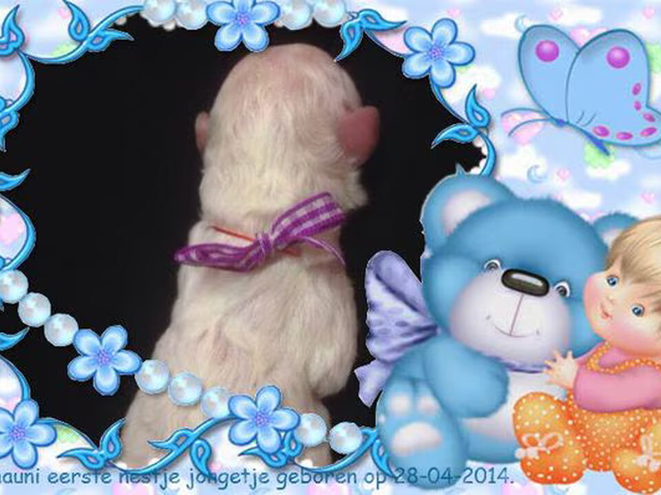 Pups van Nedina's Snuggle Pups