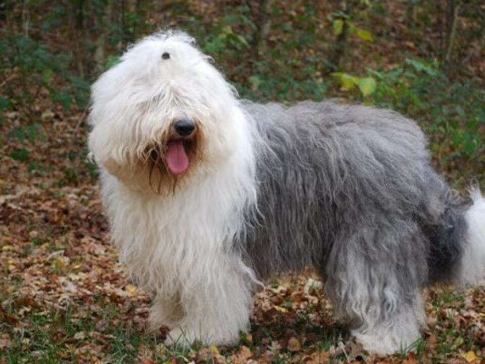 Foto van Bobtailkennel Wiggly Scamp's
