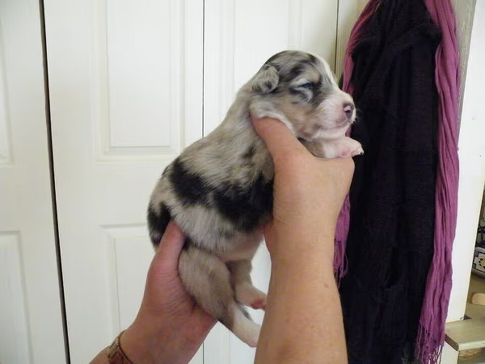 Pups van Kennel van de Kampstukken