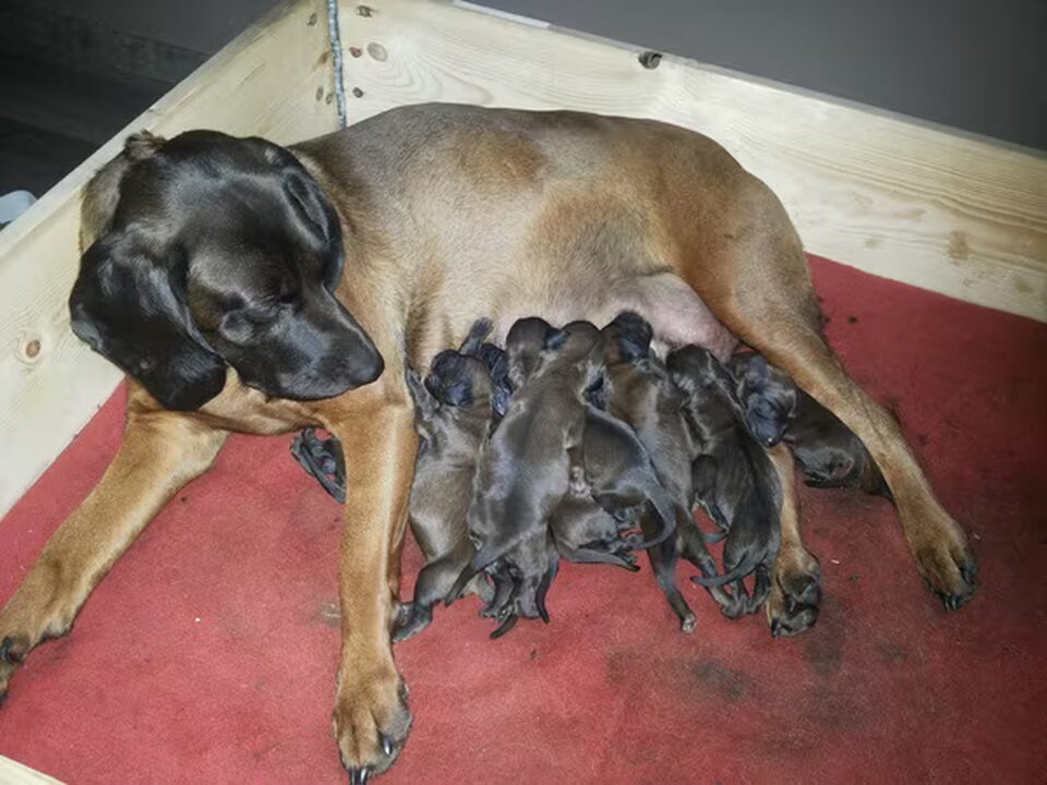 Pups van A Zwambag