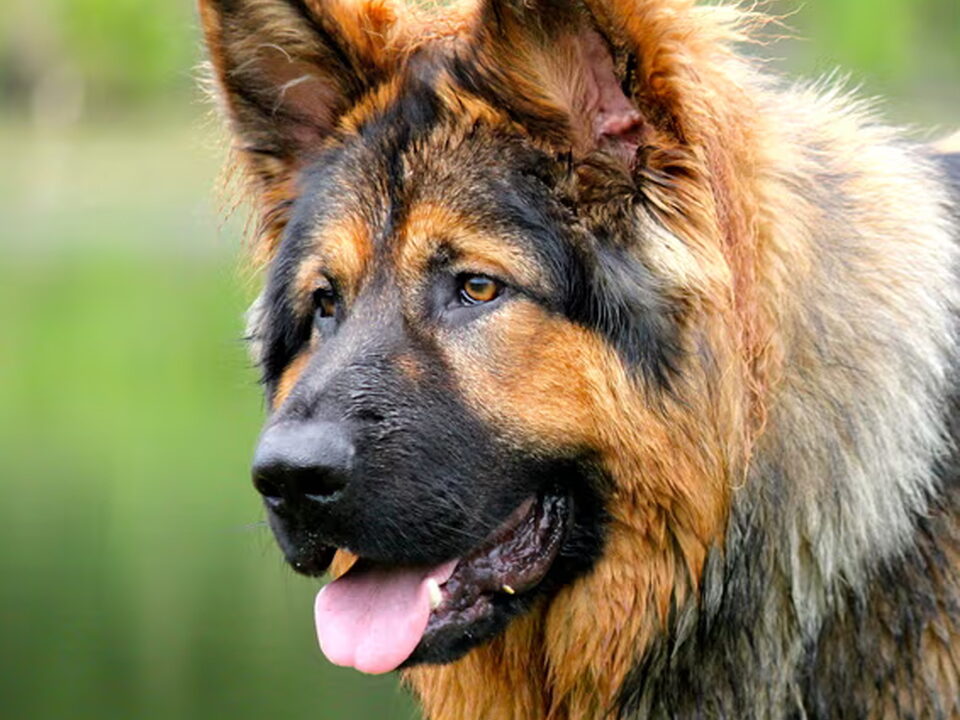 Foto van El Pelo Rubio Oud Duitse herder kennel
