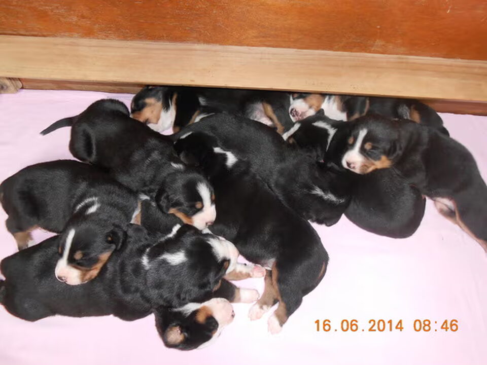 Pups van Van Bonnebelle