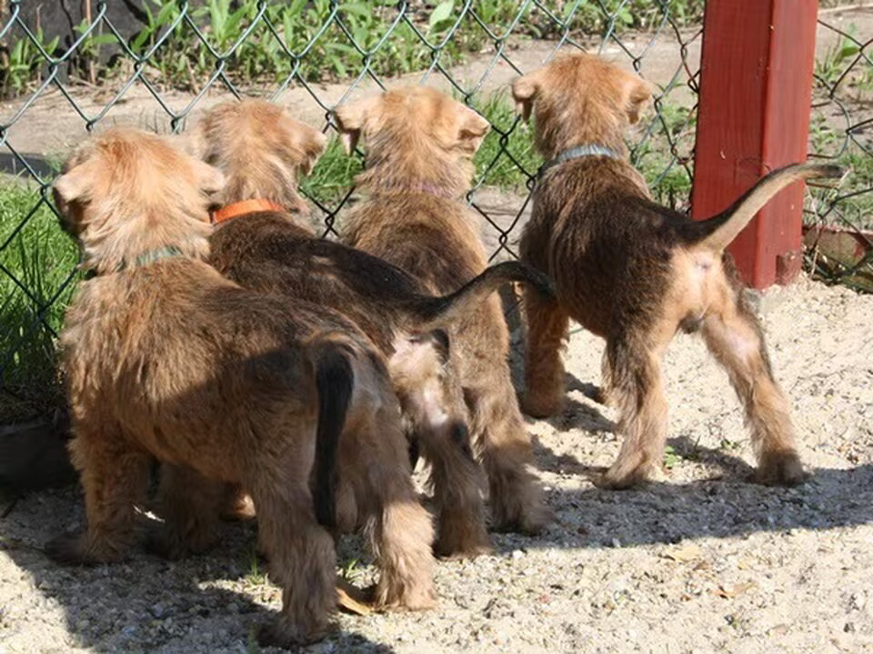 Pups van Von der schönen Lausitz