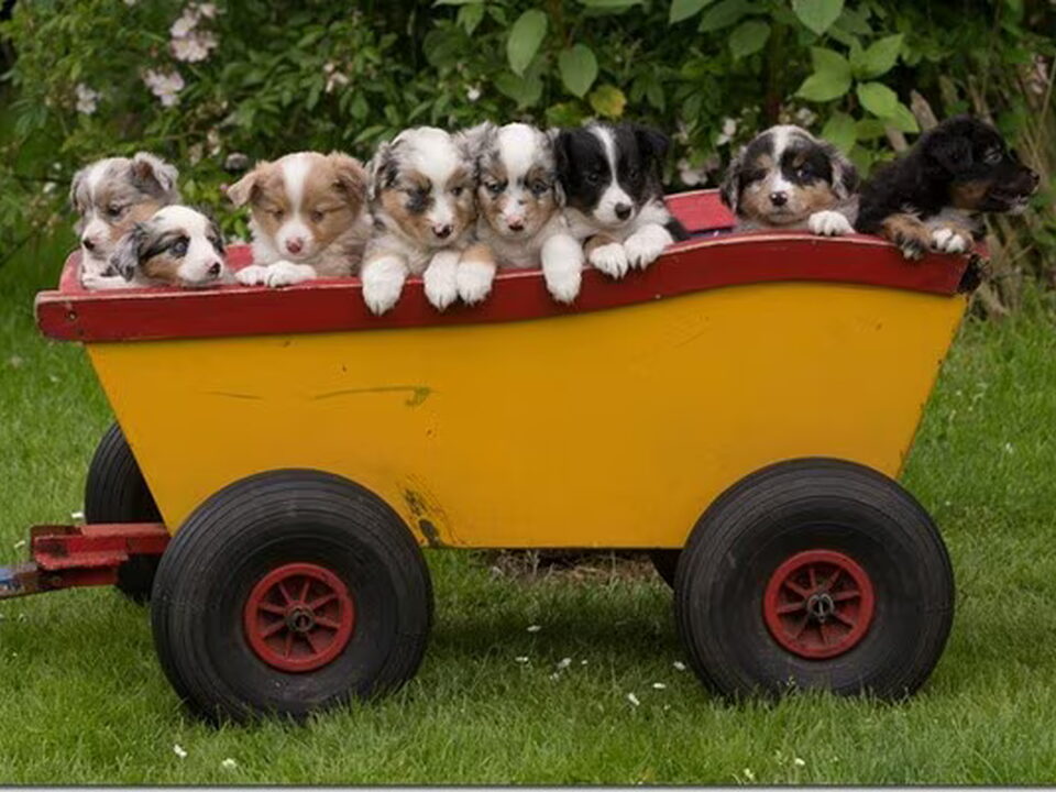 Pups van TEXELLEN