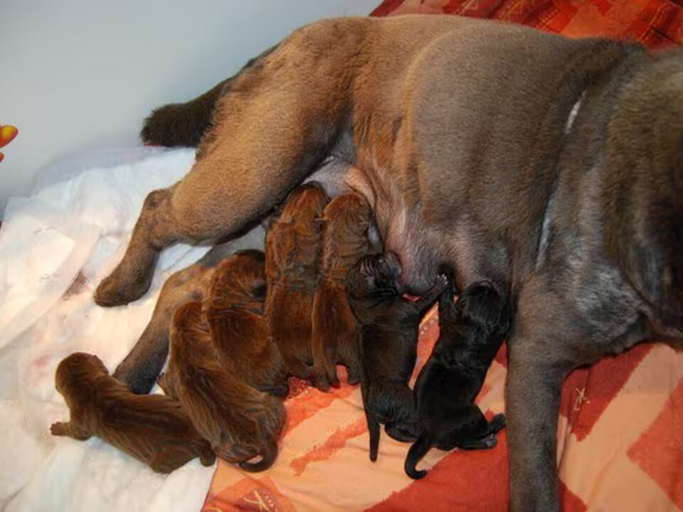 Pups van v . Jari Sharpei Home