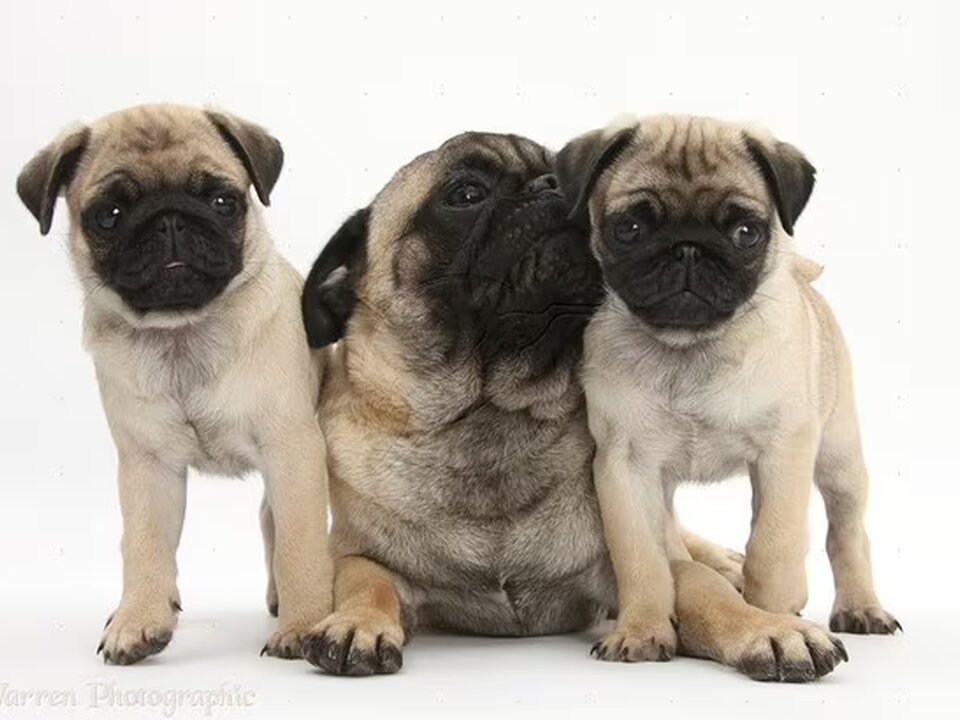 Pups van fromwengemajolien/ hapa fortune