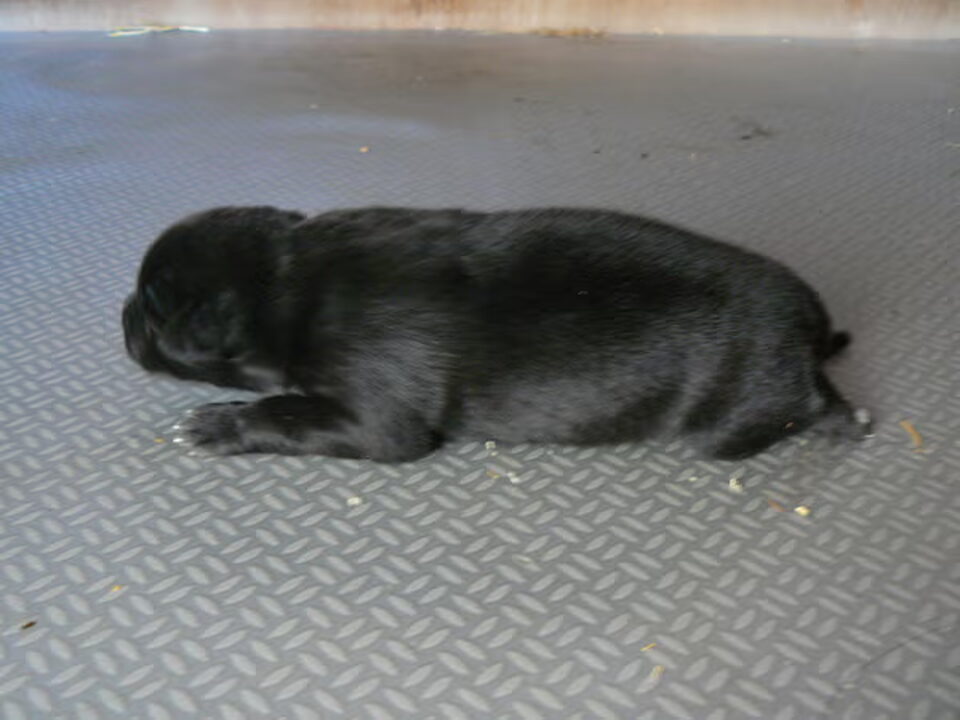Pups van Van Hof ter Brughe