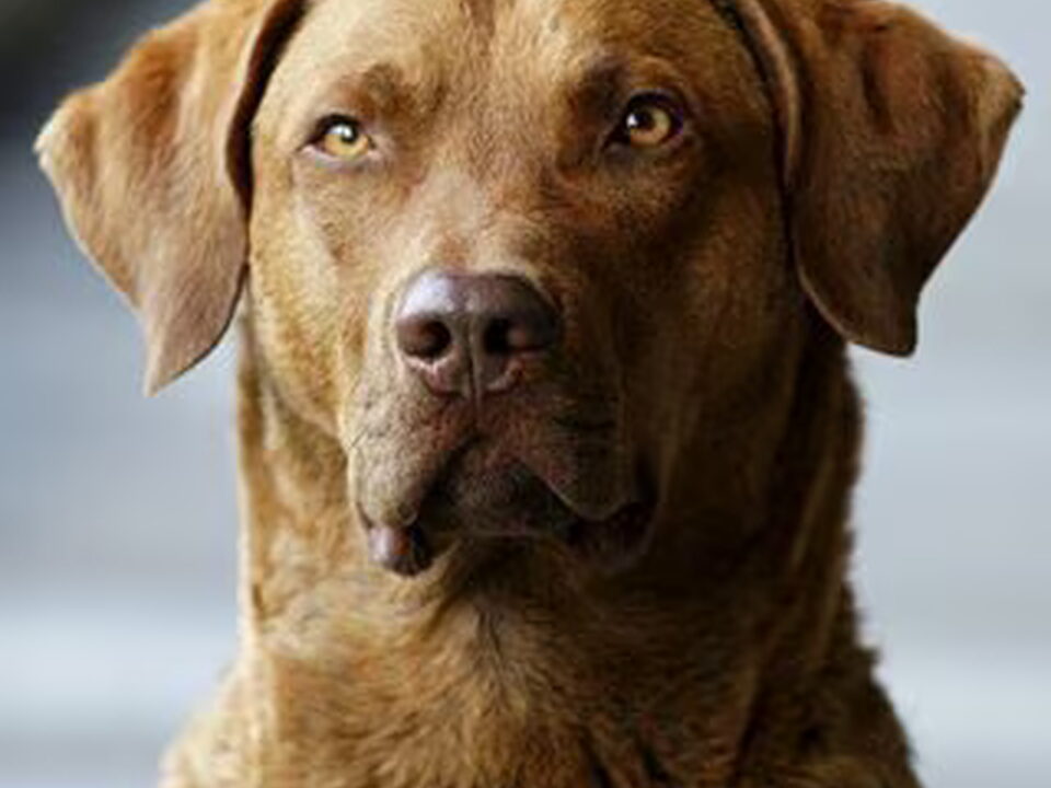 Chesapeake Bay Retriever