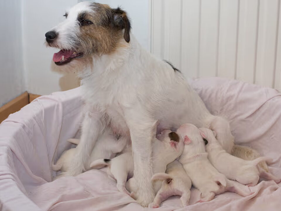 Pups van Geystersveld Parson russells