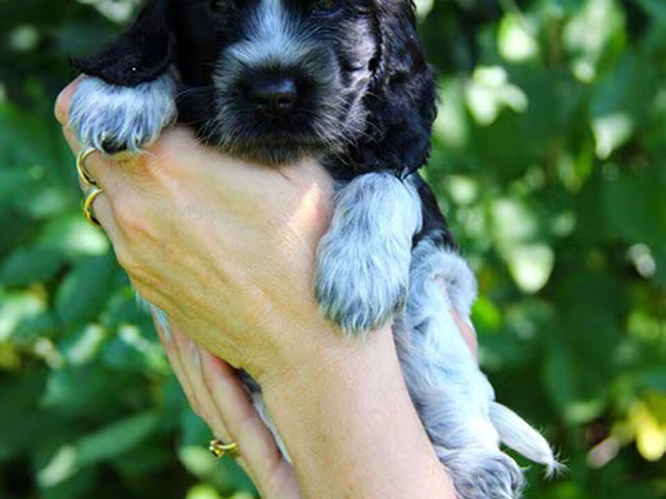 Pups van Kennel El Pelo Rubio