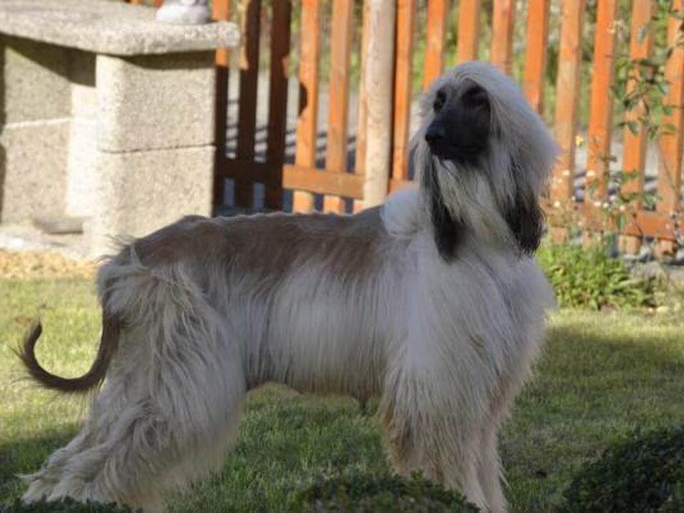 Pups van liliane