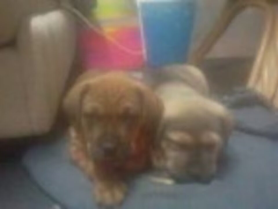 Pups van peter v eldik