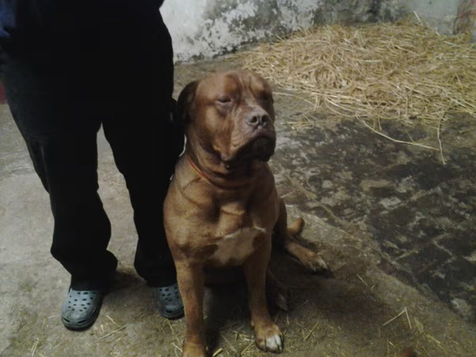 Pups van vercruysse
