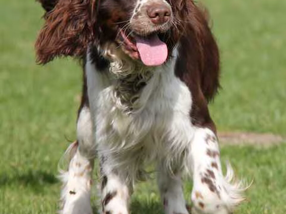 Foto van Hexental Engelse Springer Spaniels