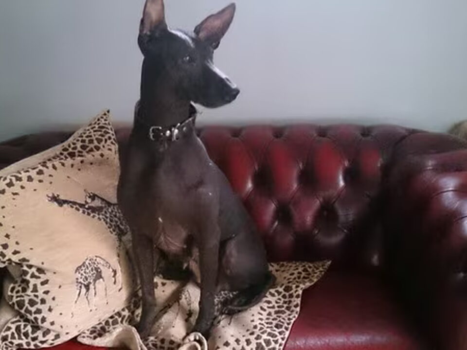 Peruaanse Haarloze Hond, groot