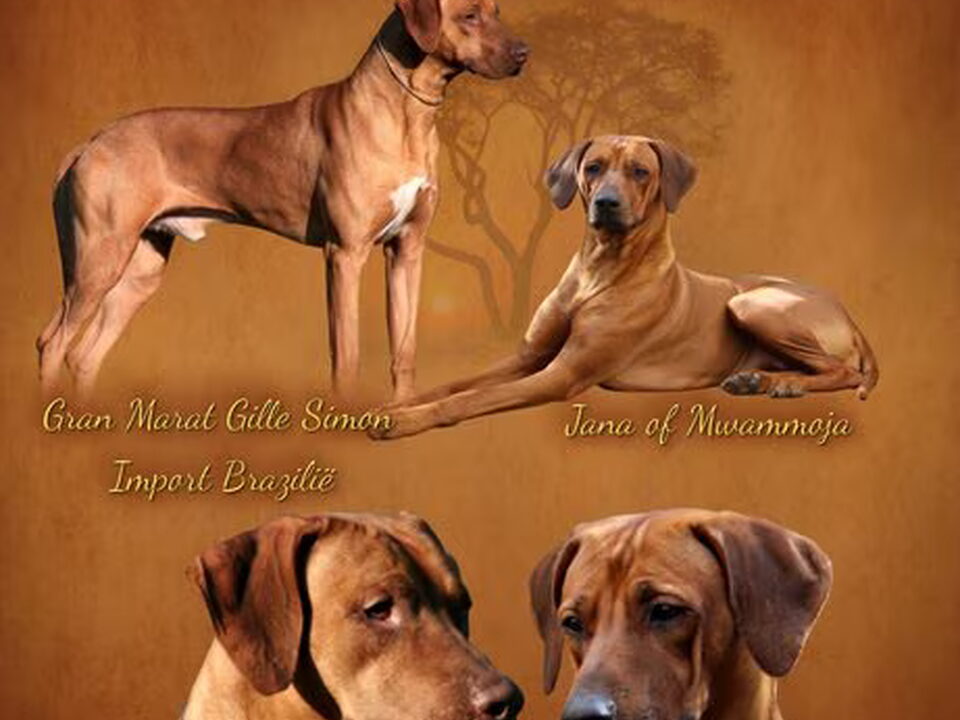 Pups van of Mwammoja