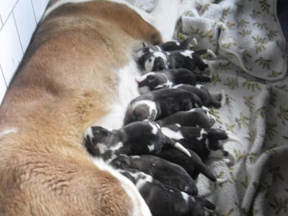 Pups van zwitsers-heim