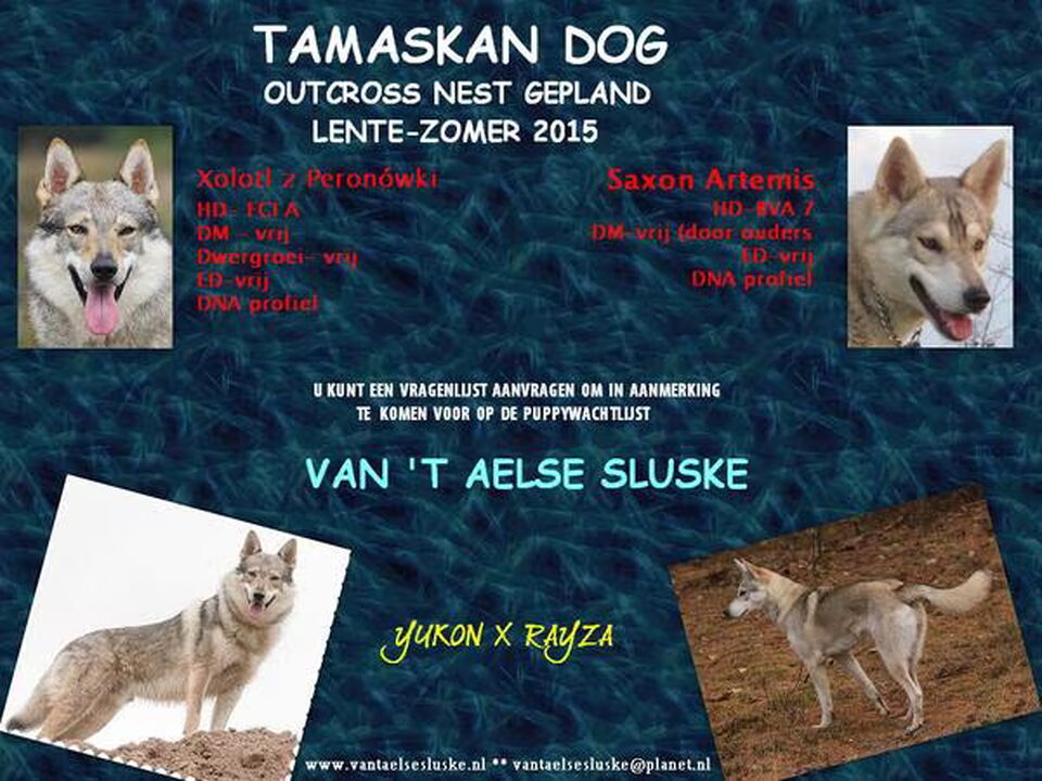 Pups van van 't Aelse Sluske