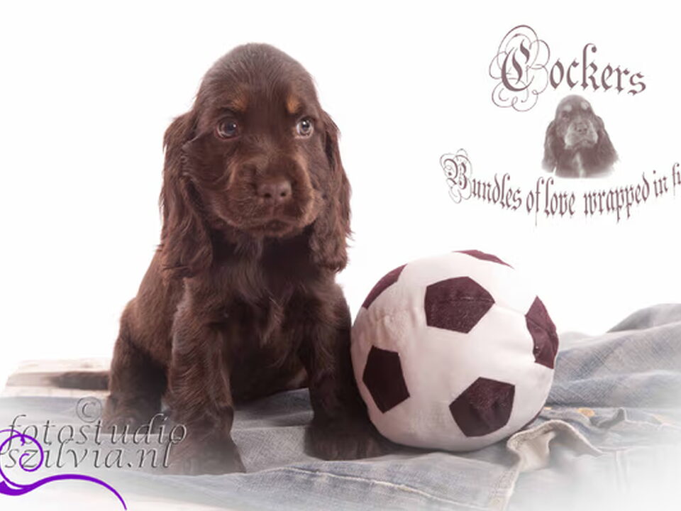 Pups van Csipirkei cockers