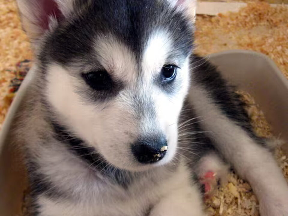 Pups van Mario (privé)