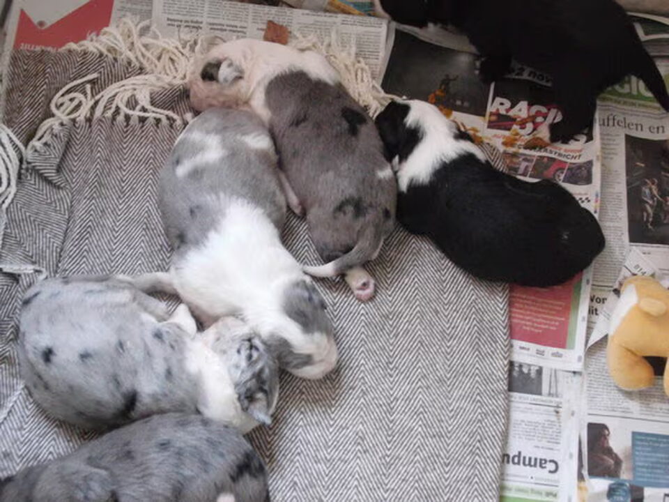 Pups van berlinda